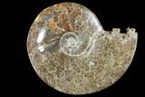 Polished, Agatized Ammonite (Cleoniceras) - Madagascar #133266-1